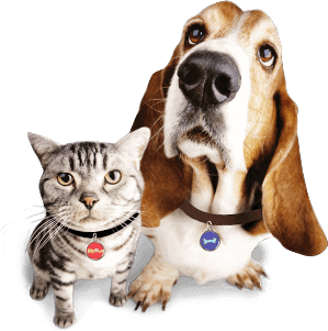 Animal Licensing 