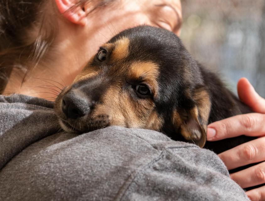 Animal Services
