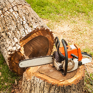 Tree Removal Permit